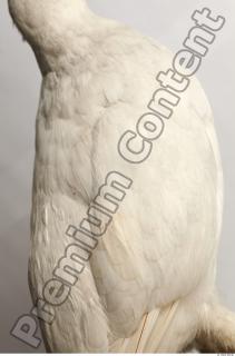 Willow Ptarmigan - Lagopus lagopus 0021